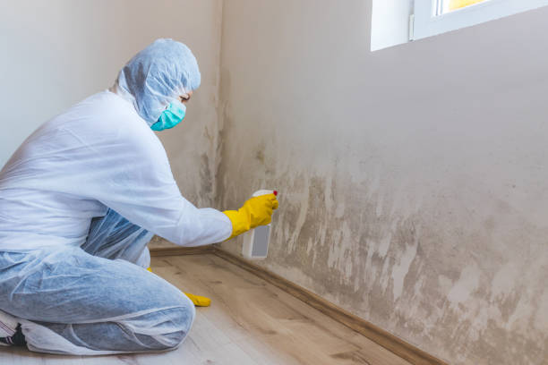 Licensed Black Mold Removal service in Anoka, MN - WQB Mold Removal
