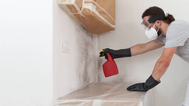 Professional Black Mold Removal technician working in Anoka, MN