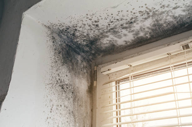Affordable Black Mold Removal solutions in Anoka, MN